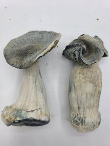 Dry Mushrooms
