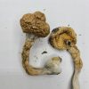 African Transkei Magic Mushrooms