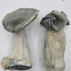 Albino Penis Envy Magic Mushrooms