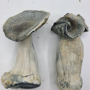Albino Penis Envy Magic Mushrooms