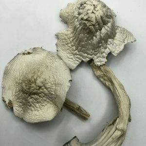 Albino Treasure Coast Magic Mushroom