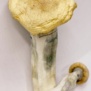 Flipdeck 220: Bow Shroom