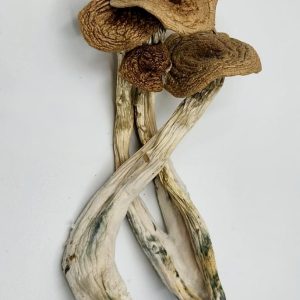 Alacabenzi Magic Mushroom