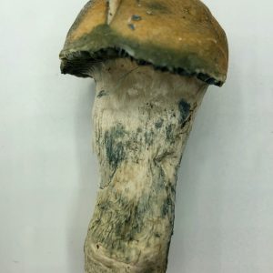 Cockfighter Magic Mushroom