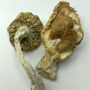 Phobo Magic Mushroom