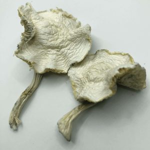 Albino Zilla Magic Mushroom