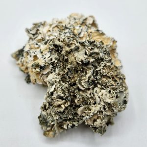 Enigma Magic Mushroom