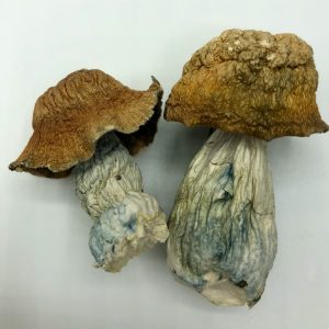Makilla Gorilla Magic Mushroom
