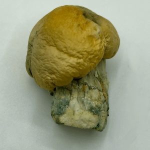 Albino Roller Coaster Magic Mushroom