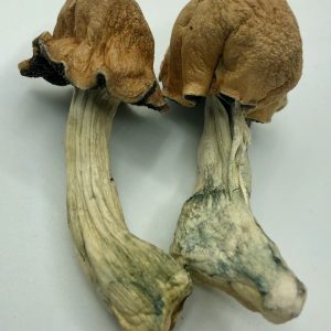 Tidal Wave Magic Mushroom