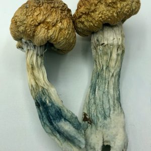 Trinity Magic Mushroom