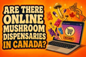 Gummies, capsules and raw mushrooms coming out of a laptop - referencing buying shrooms online in canada