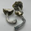3 albino jmf you can buy online in canada
