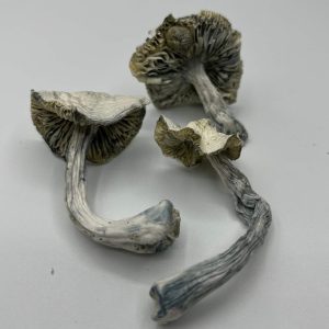 3 albino jmf you can buy online in canada