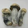 3 cosmic ghost magic mushrooms