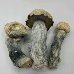 3 cosmic ghost magic mushrooms