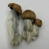 3 dc mac magic mushrooms