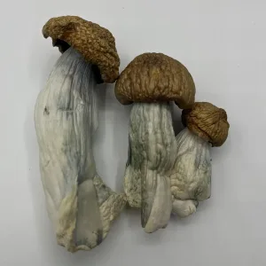 3 dc mac magic mushrooms