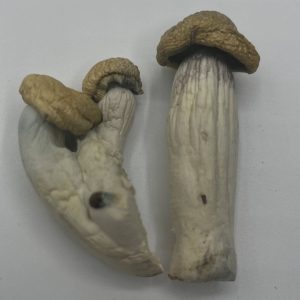 White Rabbit is a curious little creature cultivated by Dutch growers in Holland, born from the powerful union of Albino Penis Envy and the legendary Moby Dick