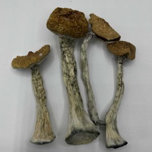 Buy Z Mushrooms online